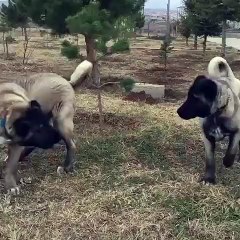 KARABAS KANGAL KOPEKLERi VS - BLACK HEAD KANGAL DOGS VS