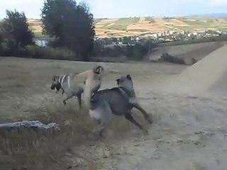 Скачать видео: SiVAS KANGAL KOPEKLERi ve COBAN KOPEGi - KANGAL DOGS ans ANATOLiAN DOG