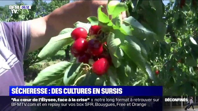 Sécheresse: les agriculteurs appréhendent l'été