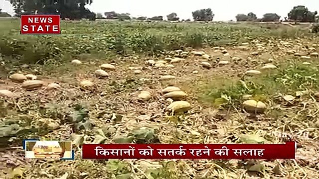 टिड्डियों का हमला भारत के लिए बनी मुसबीत, किसान हुए बेहाल