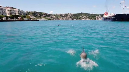 Yunuslar, turkuaza bürünen İstanbul Boğazı'nı süsledi
