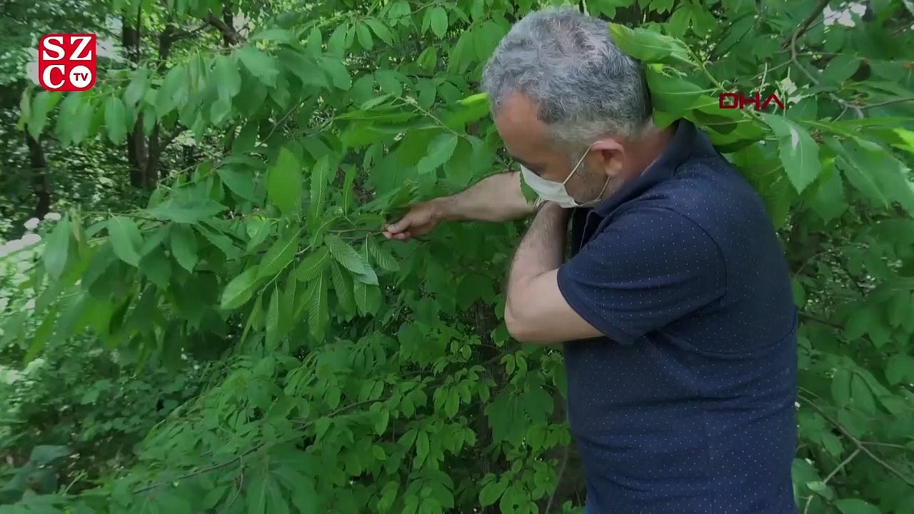 Ana vatanı Çin olan gal arısı, kestane ağaçlarına zarar veriyor