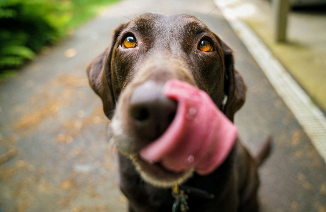 Voici 4 choses que les chiens peuvent ressentir avant qu’elles ne se produisent