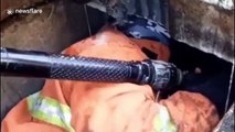 Indonesian firefighter climbs down sewage pipe to rescue trapped kitten