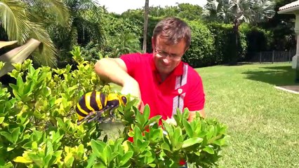 Diana play with Dad - Fun storybook for kids - Hindi Kids Corner