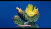 Blooming Flowers Time Lapse With Soft Music (Part-2) I Flowers Time Lapse Video With Meditation Music I Beauty Of Fruits & Flowers