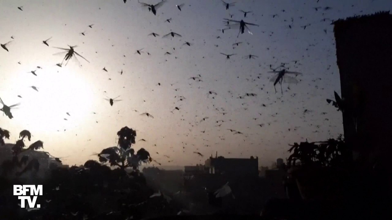L'Inde vit actuellement sa pire invasion de criquets depuis trente ans