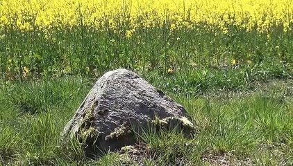 Natur pur: "Rapsblüte in der Barnimer Feldmark"