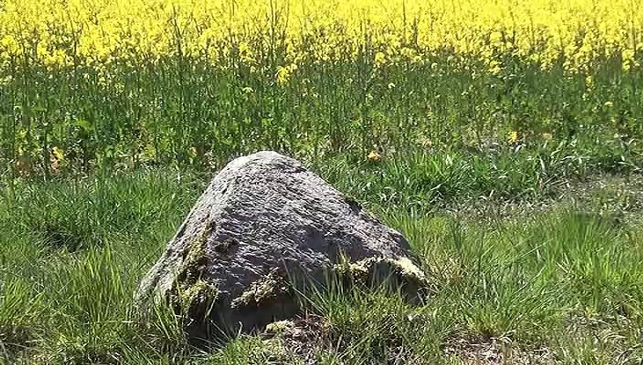 Natur pur: 'Rapsblüte in der Barnimer Feldmark'