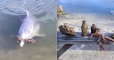 Ce dauphin apporte aux visiteurs d'un restaurant des offrandes en échange de nourriture