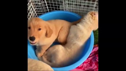 49.2020「おもしろ犬」かわいいシェパード犬の超おもしろいハプニング, 動画集 #14