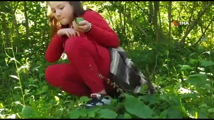 'Dağ Çileği'nin Hasadı Başladı, Kilosu 200 TL'den Satılıyor