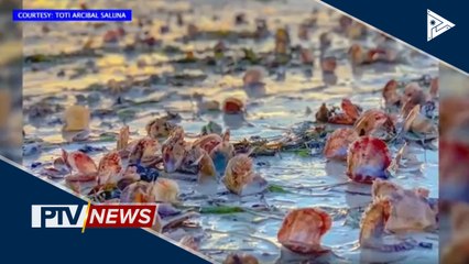 Mga nagkalat na kabibe sa dalampasigan ng Boracay, viral sa social media
