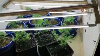 Özel düzenek ile evinde 'hint keneviri' üretirken yakalandı