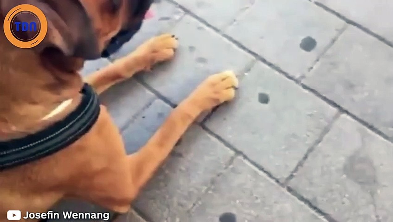 Elle reçoit un colis pour sa chienne... Et c'est la chienne qui signe l'accusé de réception !