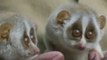 Two Baby Slender Loris spotted near Tirupati temple in Andhra