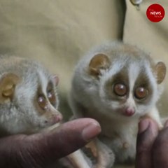 Two Baby Slender Loris spotted near Tirupati temple in Andhra