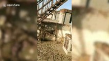 Swarms of locusts land on building in India