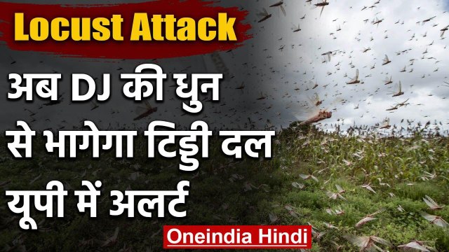 Locust दल का आतंक अब DJ की धुन से भागेगा टिड्डी दल, यूपी में हाई अलर्ट | वनइंडिया हिंदी