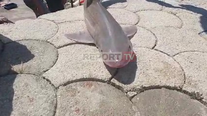 Report TV - E rrallë në Orikum, peshkaqeni i vogël bie në rrjetat e peshkatarëve