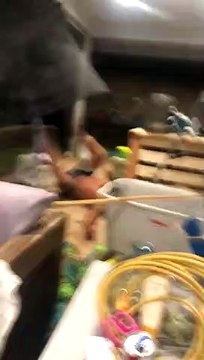 Man Takes a Spill While Squishing a Bug