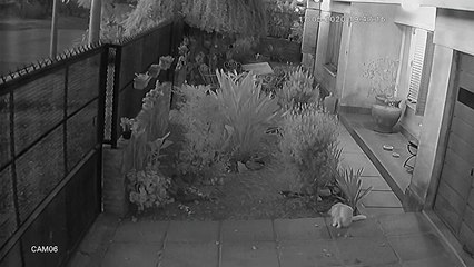 Chat vs Portail automatique