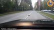 Un oiseau presse un hérisson de traverser la route, trop mignon !