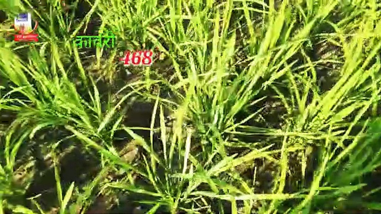 कावेरी_468_हाइब्रिड_धान_कम_समय_ज्यादा_पैदावार।।kaveri_468_rice_seeds,kaveri_paddy_information.(360p)
