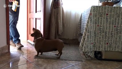 Second time lucky! Dachshund first fails and then nails temptation challenge