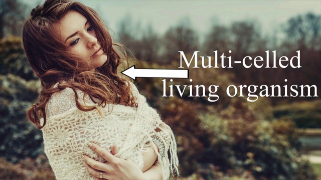 Nutrition Cells: What Are They? What Are They Made of? What Do They Do? Do you Know? Please Tell Me