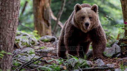 Top News – Fëmijës i del ariu/ Reagimi i shpëton jetën