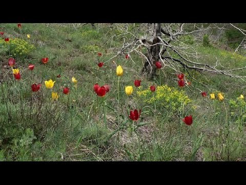 Tulipani shqiptar merr status të veçantë mbrojtje, bashkia Kukës: Bima unikale do të rrisë turizmin