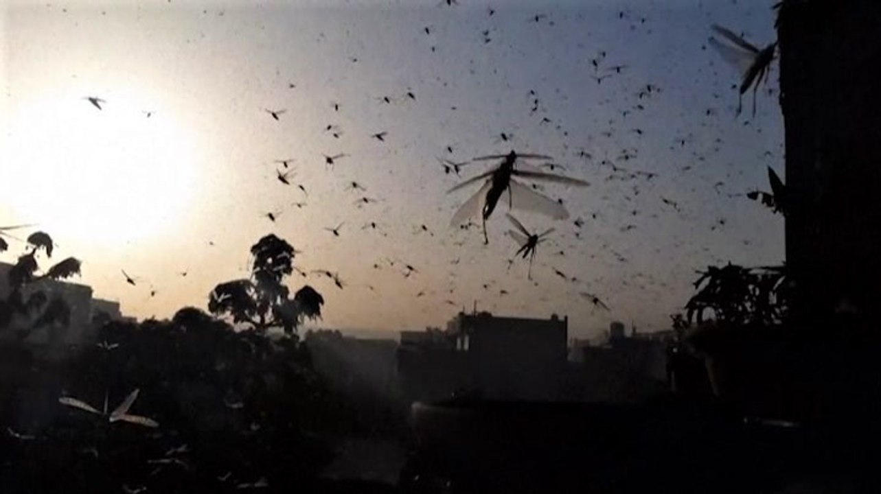 Oh no! Desert locusts swarm and destroy crops