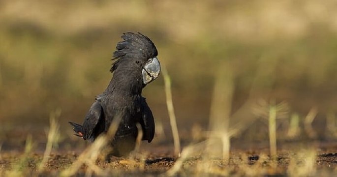Une nouvelle sous-espèce de cacatoès noir à queue rouge a été découverte en Australie