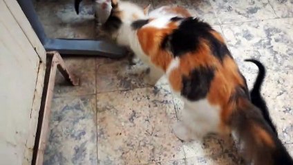 How Mummy Cat Moves Her Babies