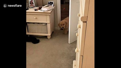 Retriever puppy is bamboozled to discover his adorable reflection