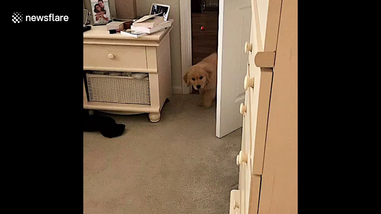 Retriever puppy is bamboozled to discover his adorable reflection