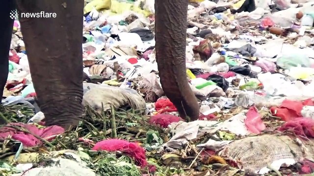 Tragic footage shows wild elephants eating from garbage dump in Sri Lanka
