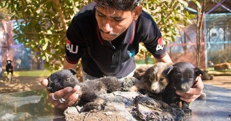Animal Aid Unlimited a sauvé un petit chiot coincé dans du goudron