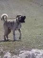 DEV COBAN KOPEGiNi BAGLAMISLAR KACAMIYOR - GiANT SHEPHERD DOG