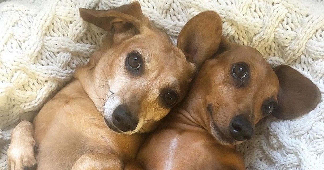 Ce couple de teckels est inséparable !