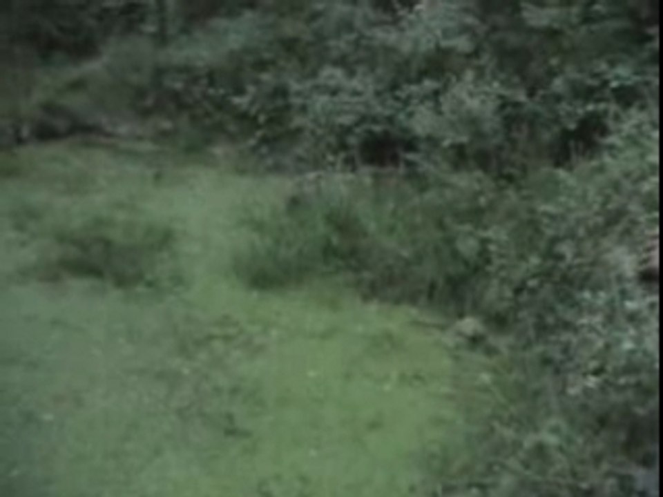 Le mâle et la femelle des bois