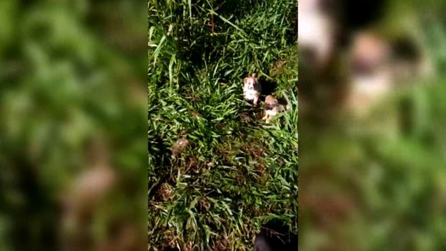 Cachorrinhos que foram abandonados precisam de um lar