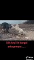 COBAN KOPEGi YAVRUSU VS KECi - SHEPHERD DOG PUPPY GOAT vs