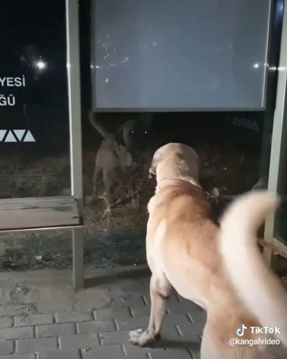 GECE KENDiNE ATARLANAN COBAN KOPEGi - ANATOLiAN SHEPHERD DOG HiMSELF wit VS at NiGHT