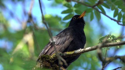 Blck Bird Natural singing amazing video