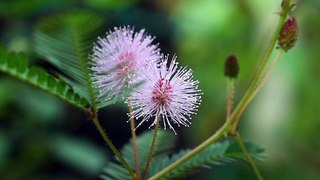 Purple Wild Flowers | Download Royalty Free HD Stock Video Footage |  Beautiful Sri Lanka | #19