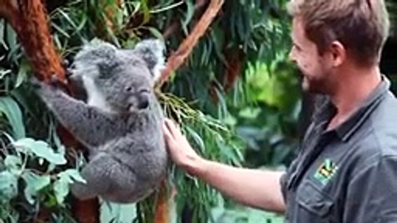 Australian Reptile Park recibe al primer bebé koala desde los incendios