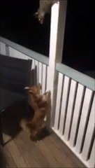 Cet opossum courageux nargue un chien d'une façon incroyable