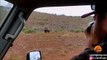 Ce photographe animalier se retrouve face à un rhinocéros en colère